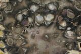 Petrified Seed Fern (Rhexoxylon) Slab - Zimbabwe #85923-1